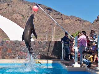  Sea lion shows 